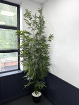 Green Stem Bamboo Plant