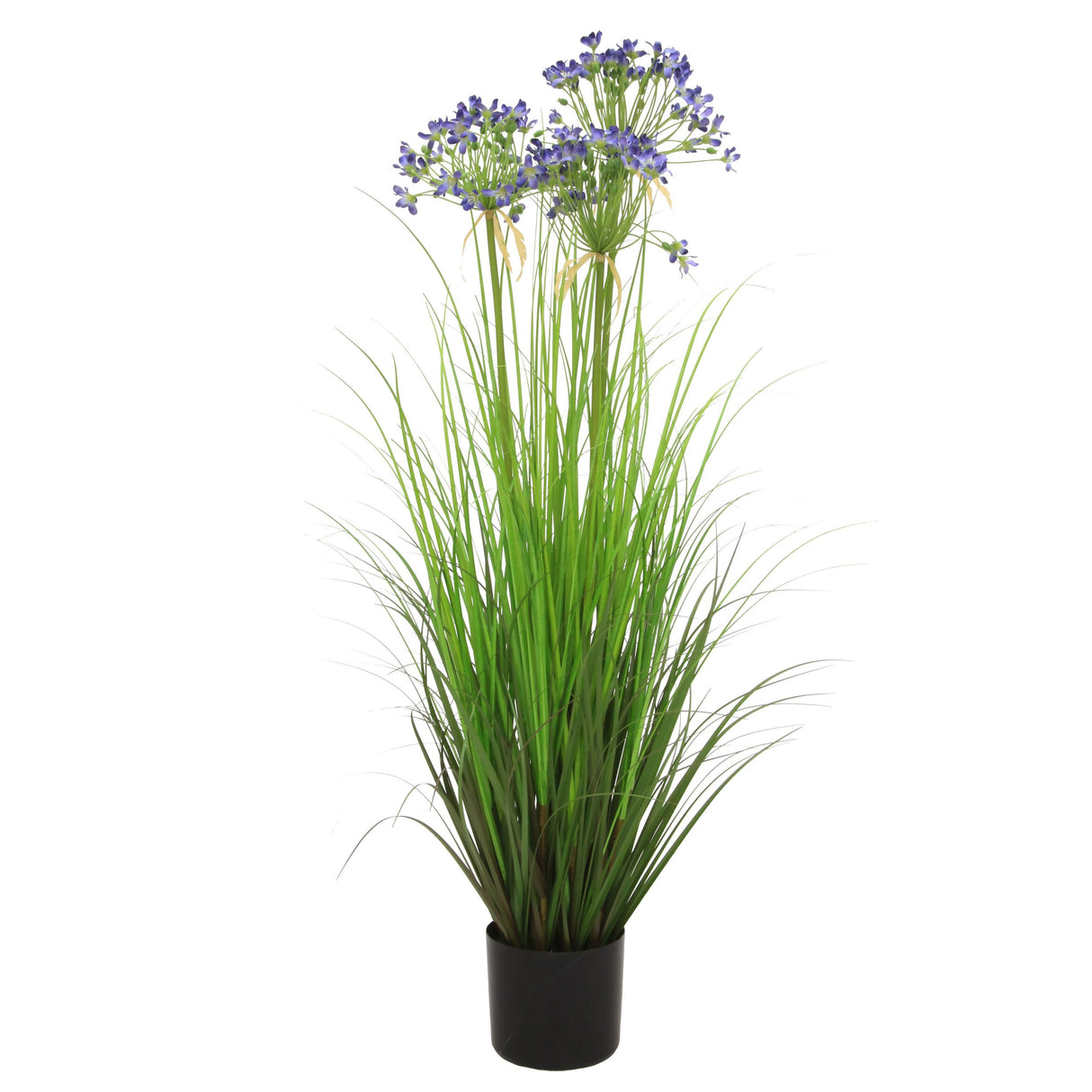 Leek Flower Grass