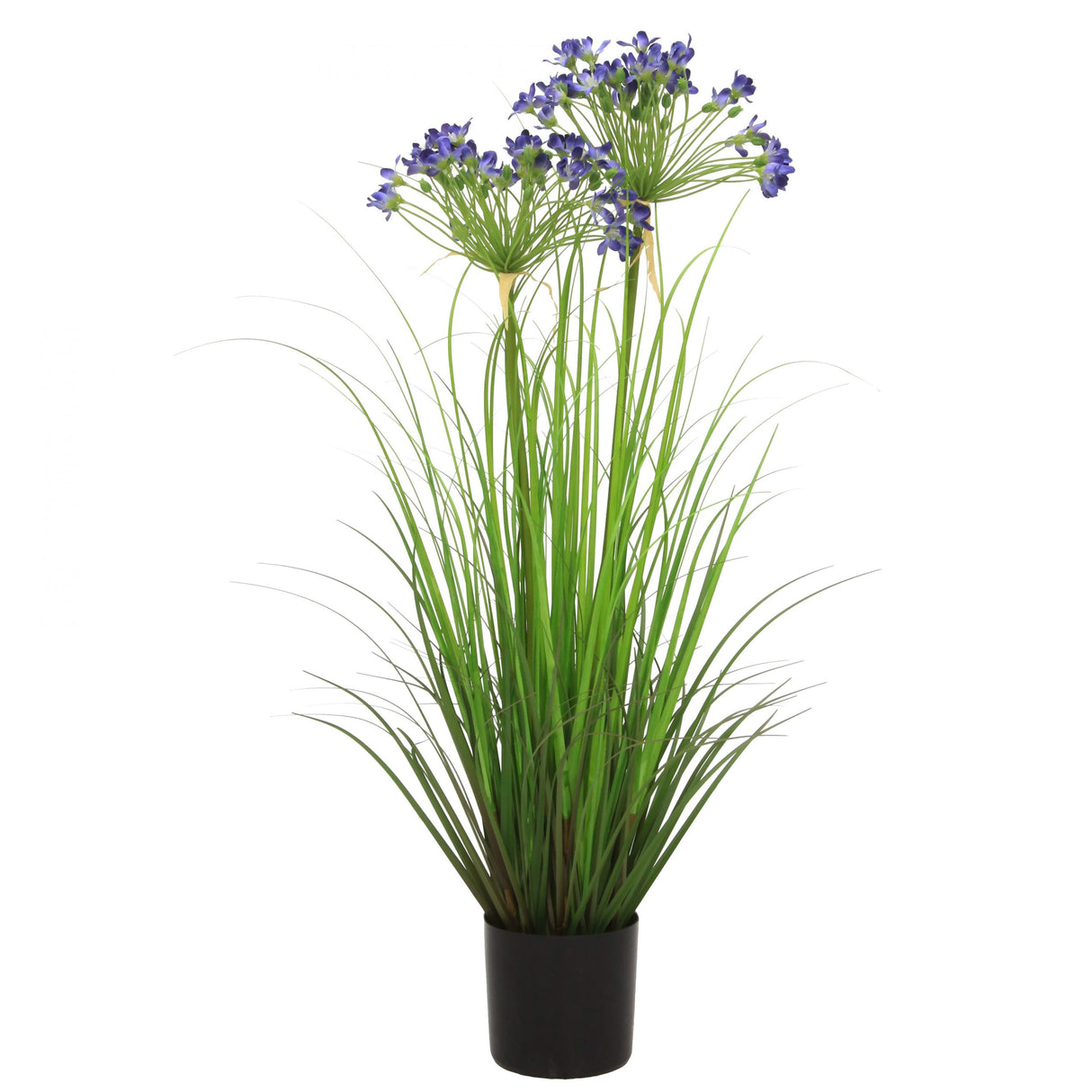 Leek Flower Grass