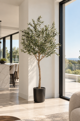 Ligurian Olive Tree 180cm