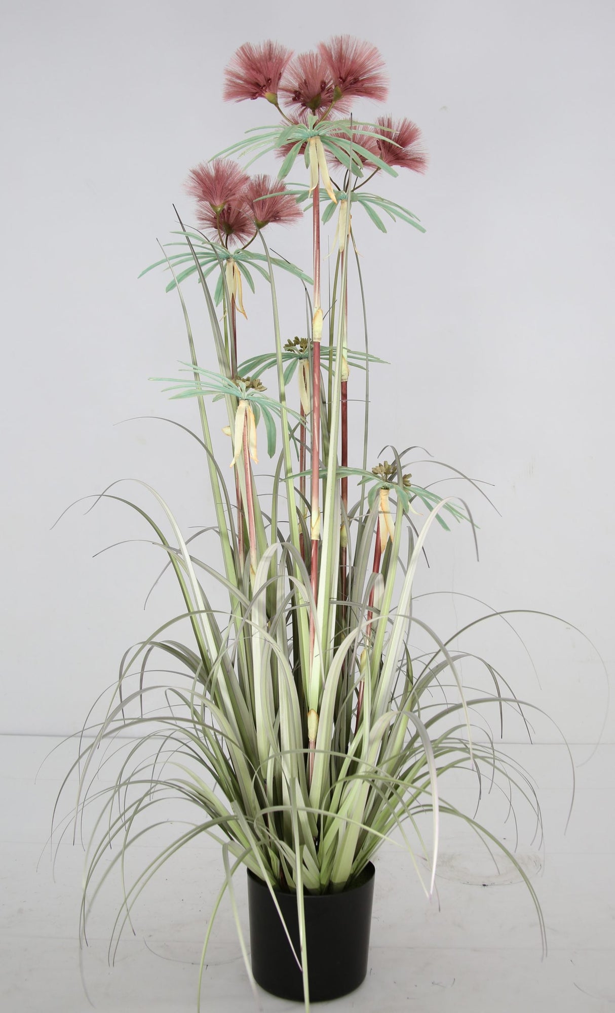 Plume Grass