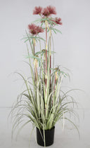 Plume Grass