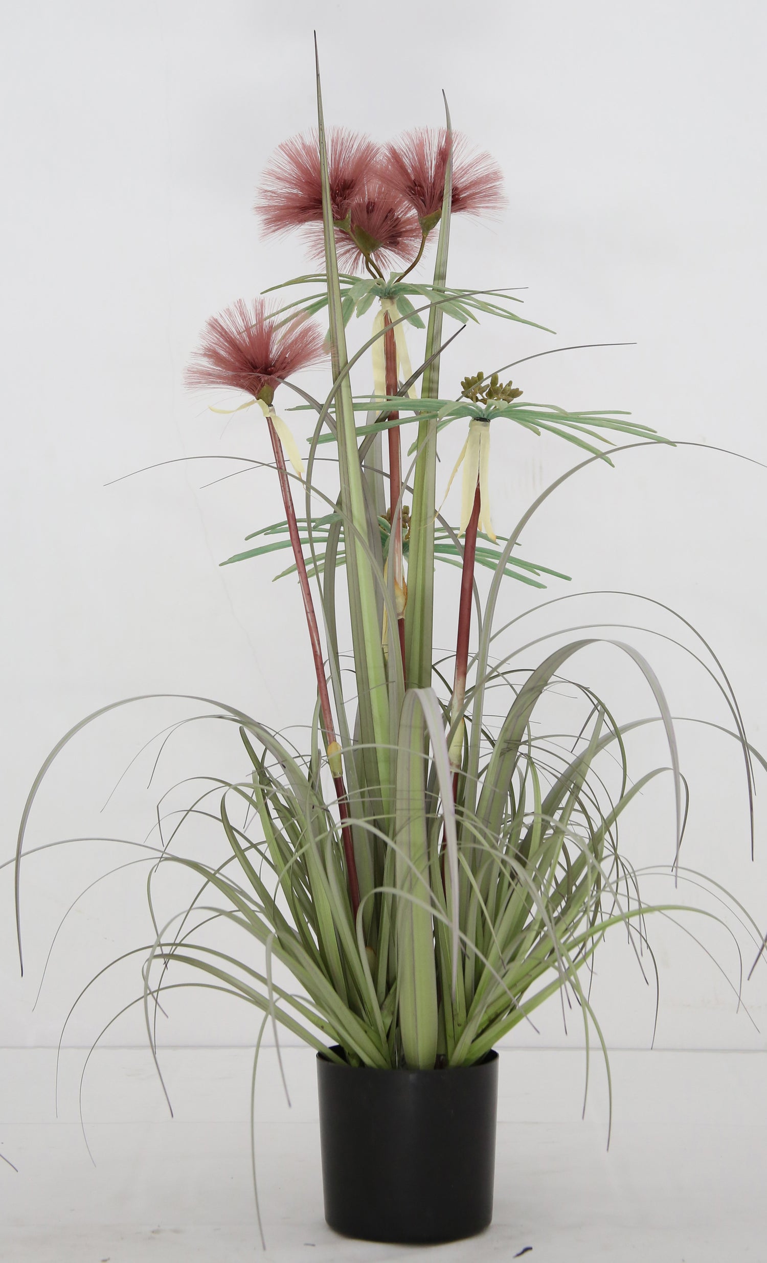 Plume Grass