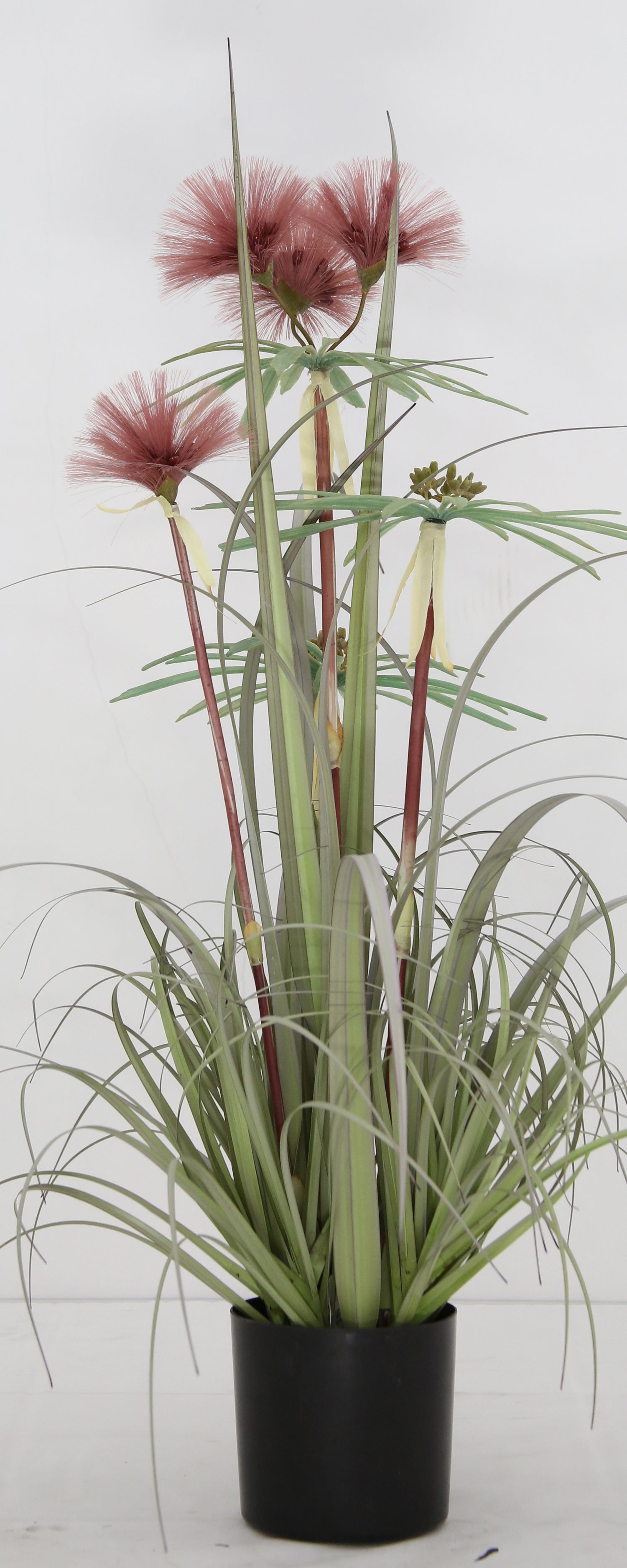 Plume Grass