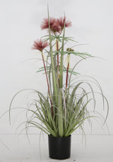Plume Grass