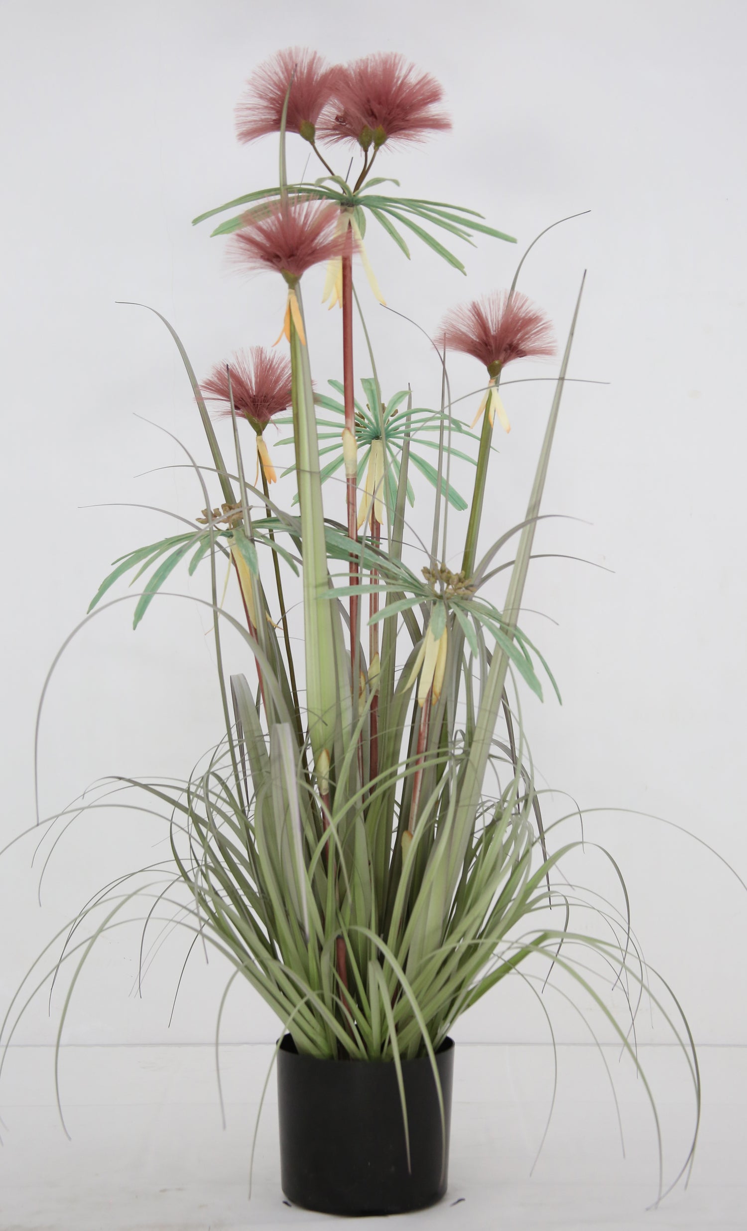 Plume Grass