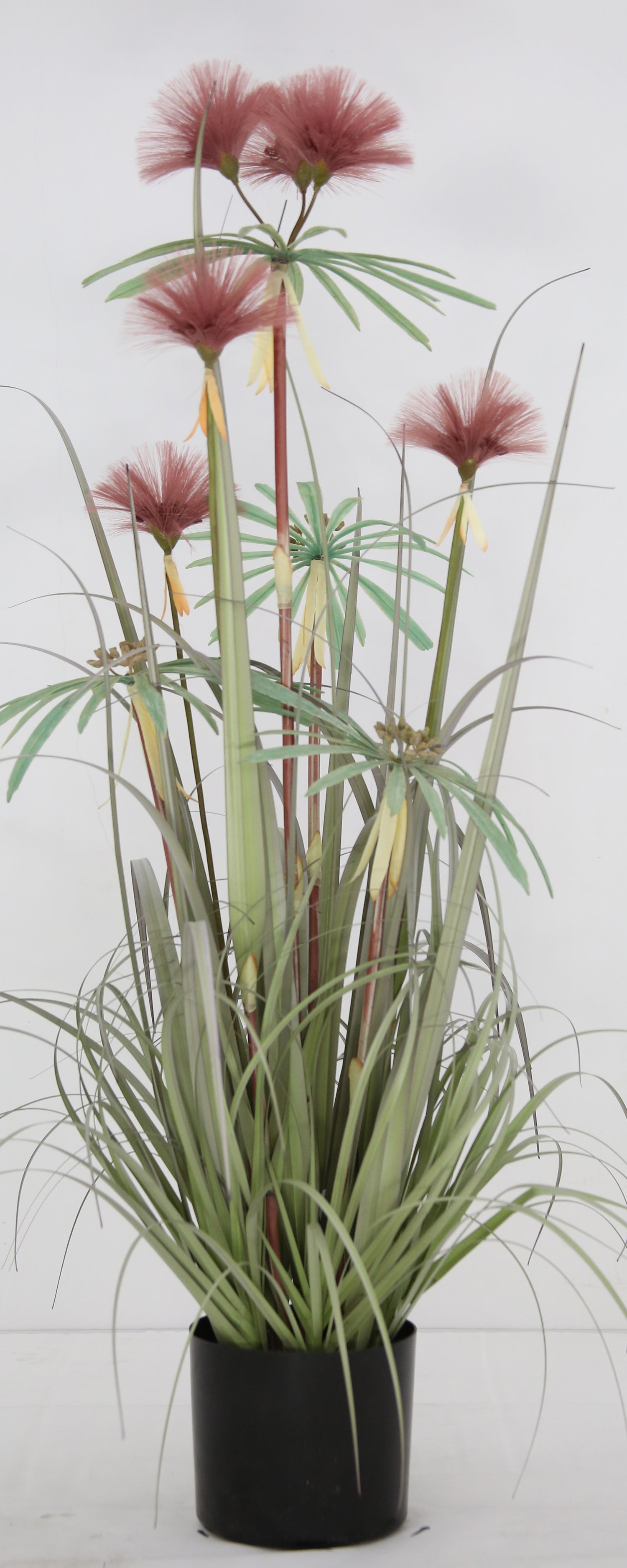 Plume Grass