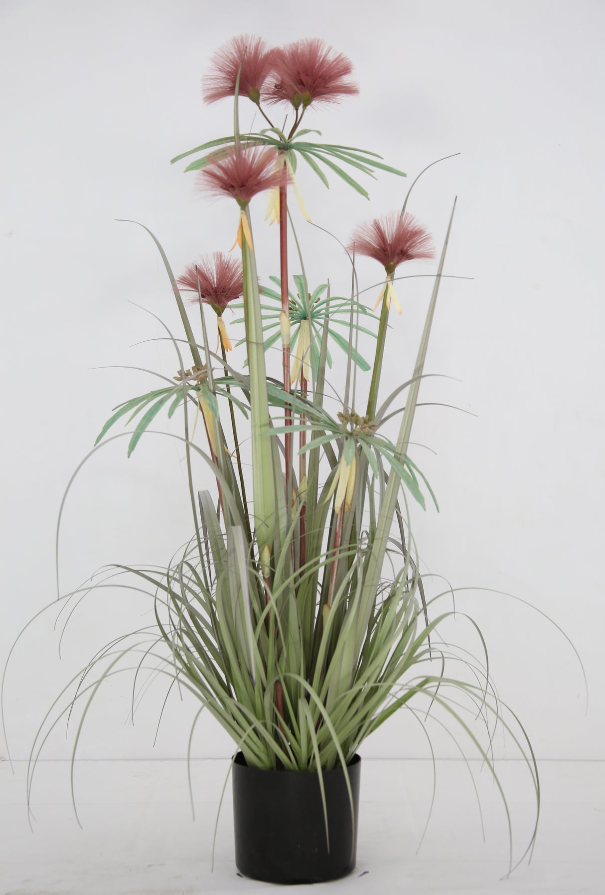 Plume Grass