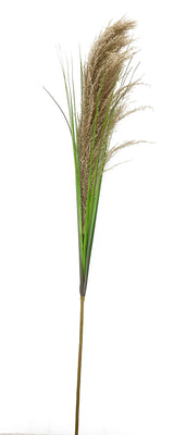 Plume Grass