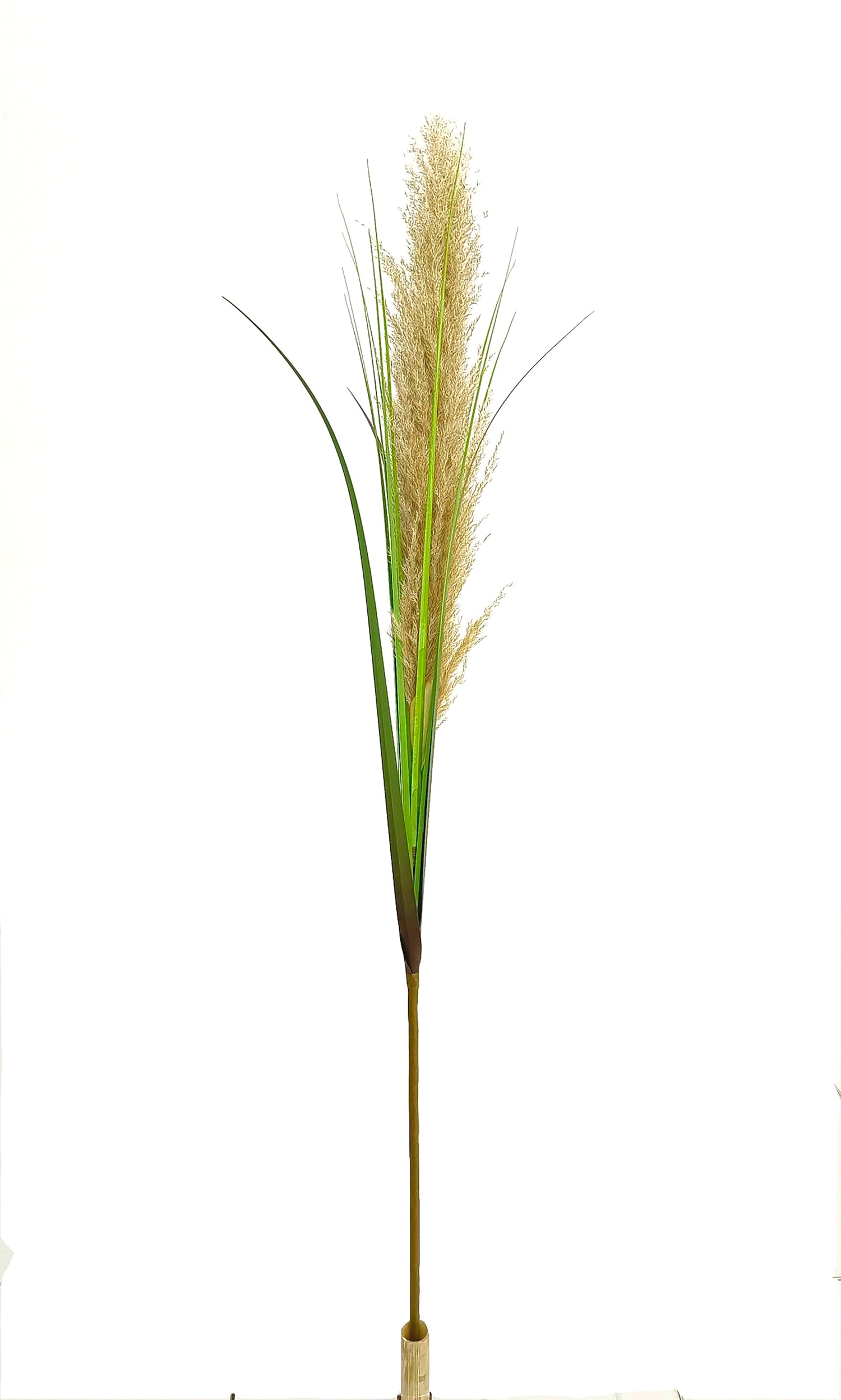 Plume Grass