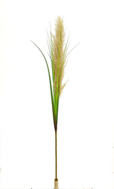 Plume Grass