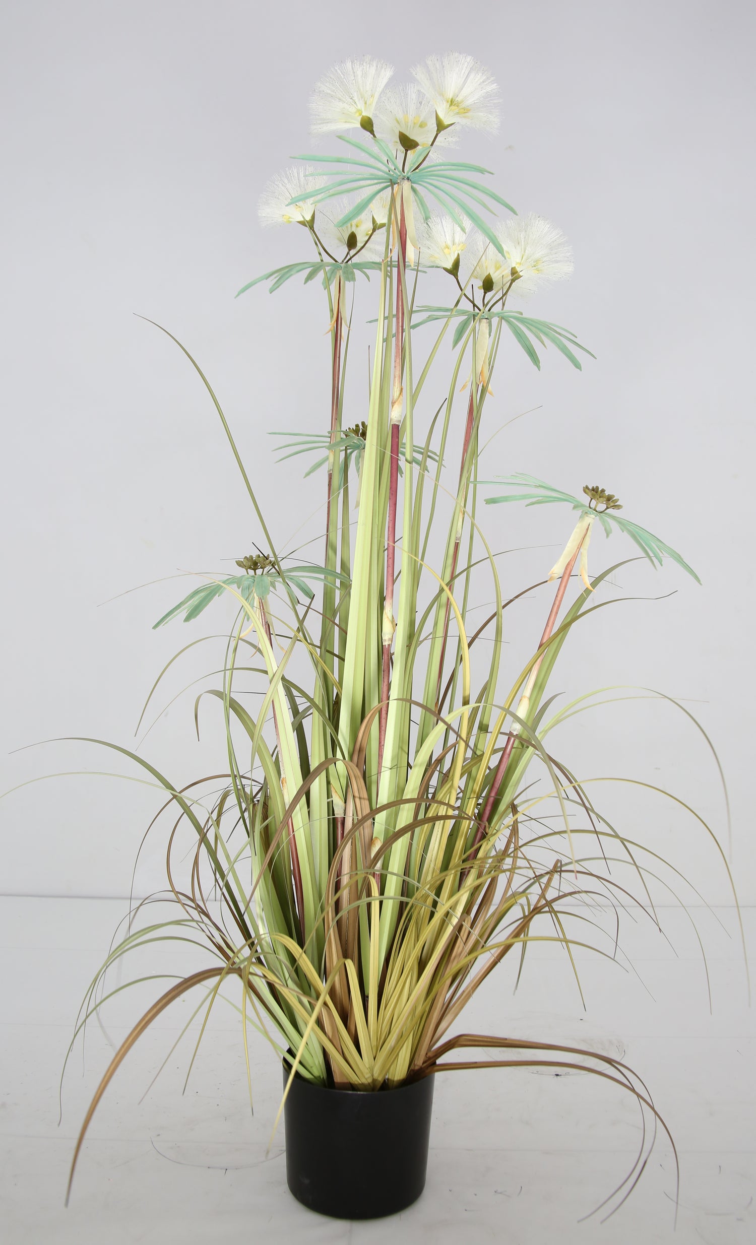 Plume Grass