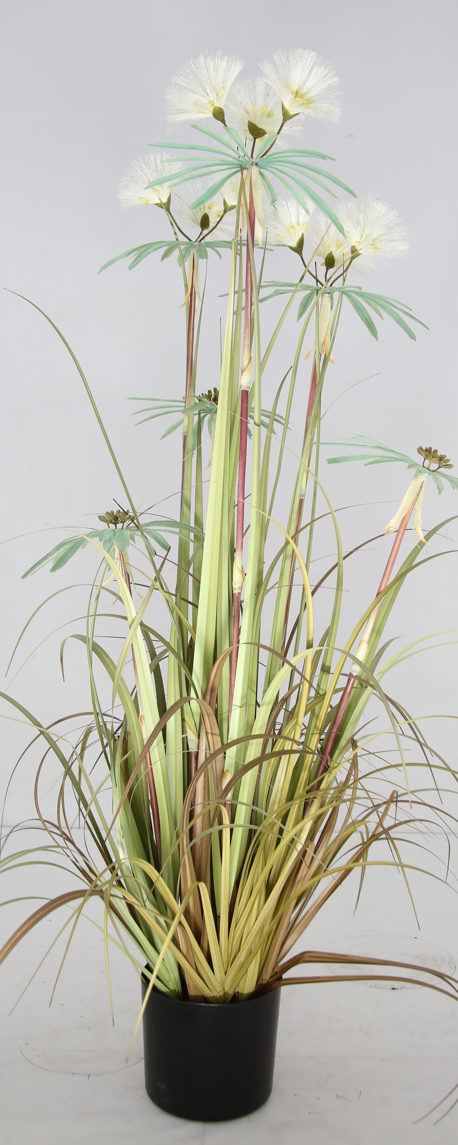 Plume Grass