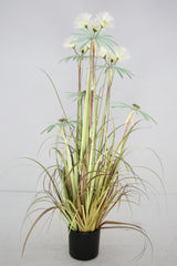 Plume Grass
