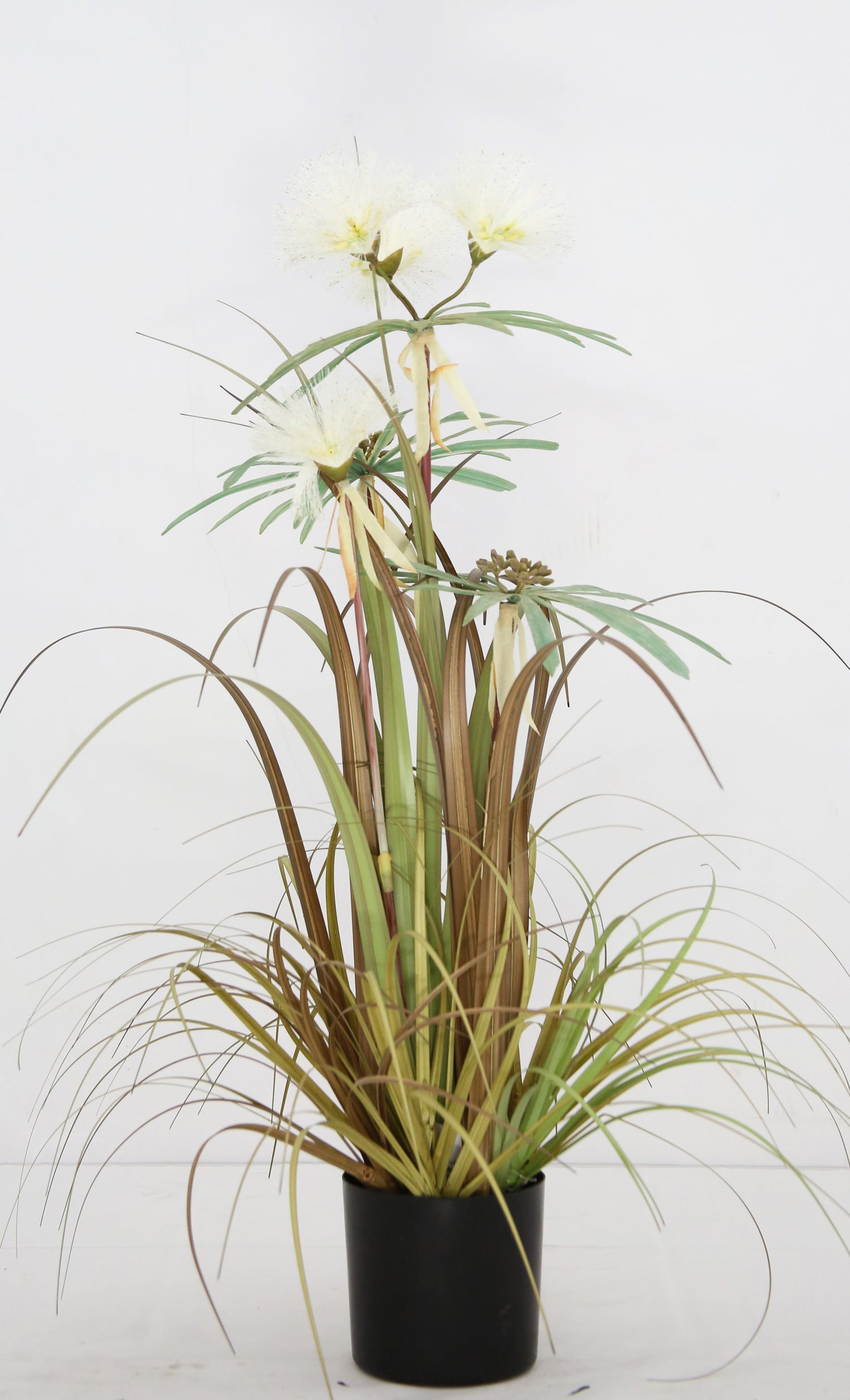 Plume Grass