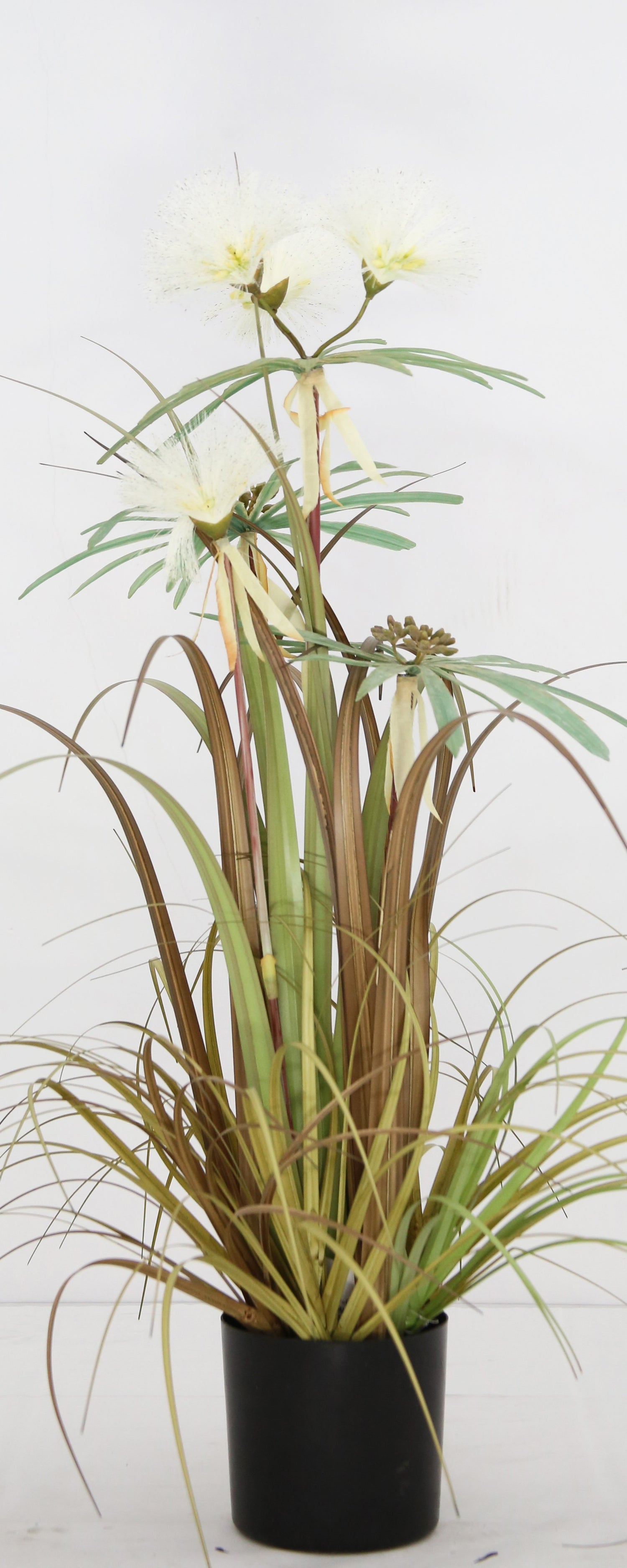 Plume Grass