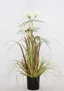 Plume Grass