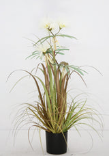 Plume Grass