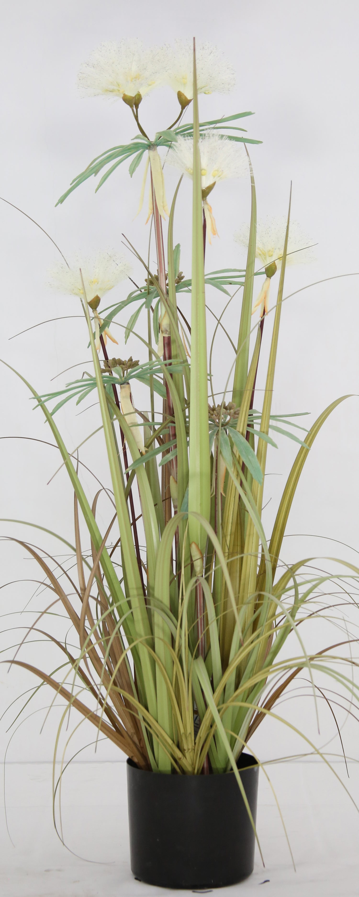Plume Grass