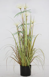 Plume Grass