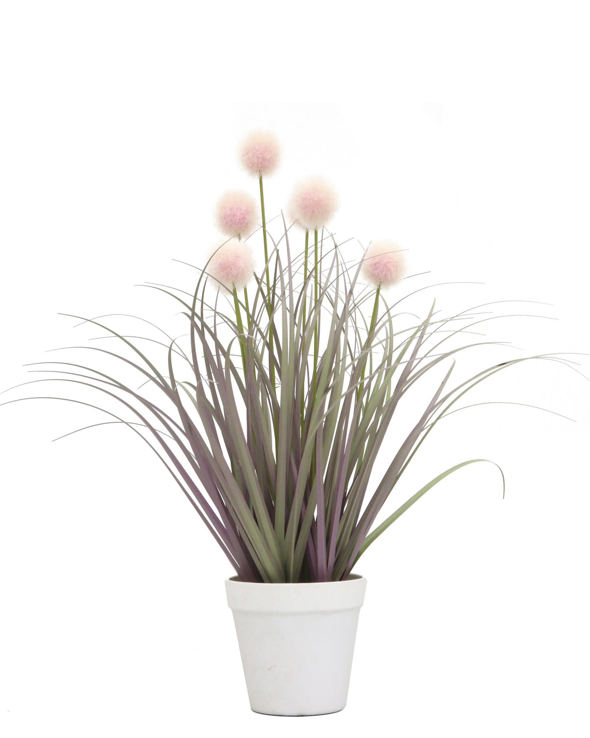 Pompon Plant
