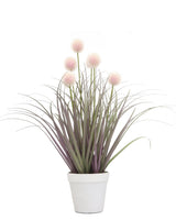 Pompon Plant