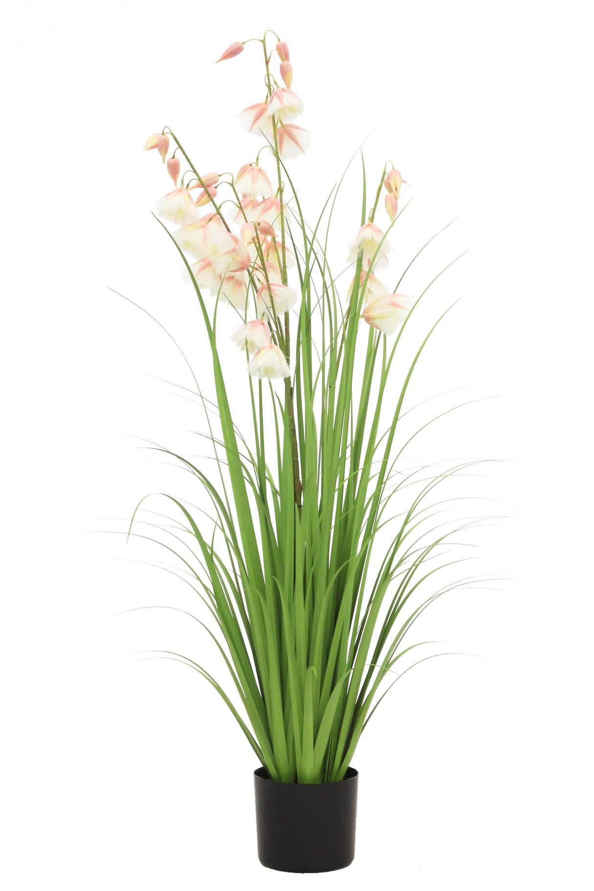 Princess Flower Grass