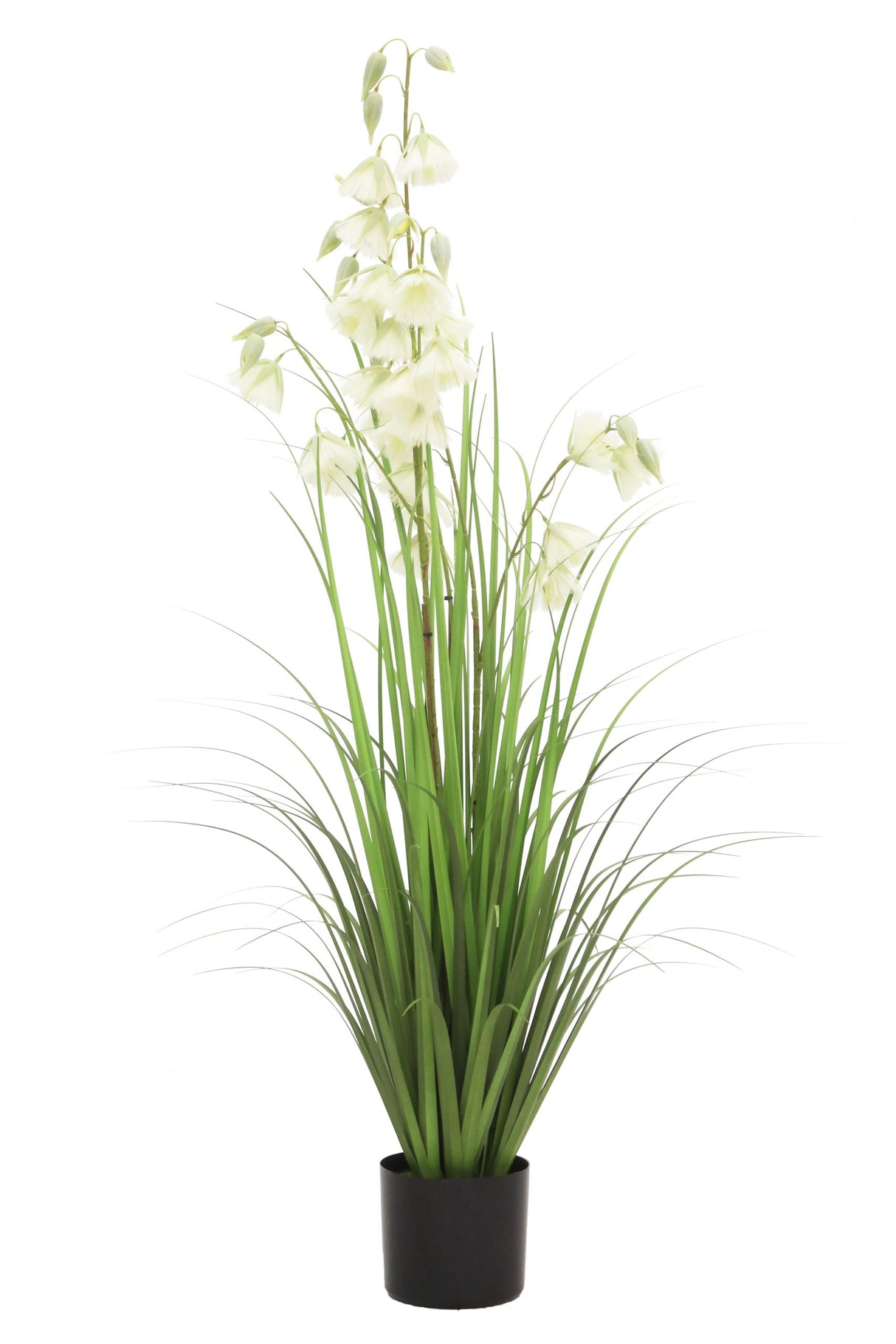 Princess Flower Grass
