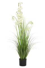 Princess Flower Grass