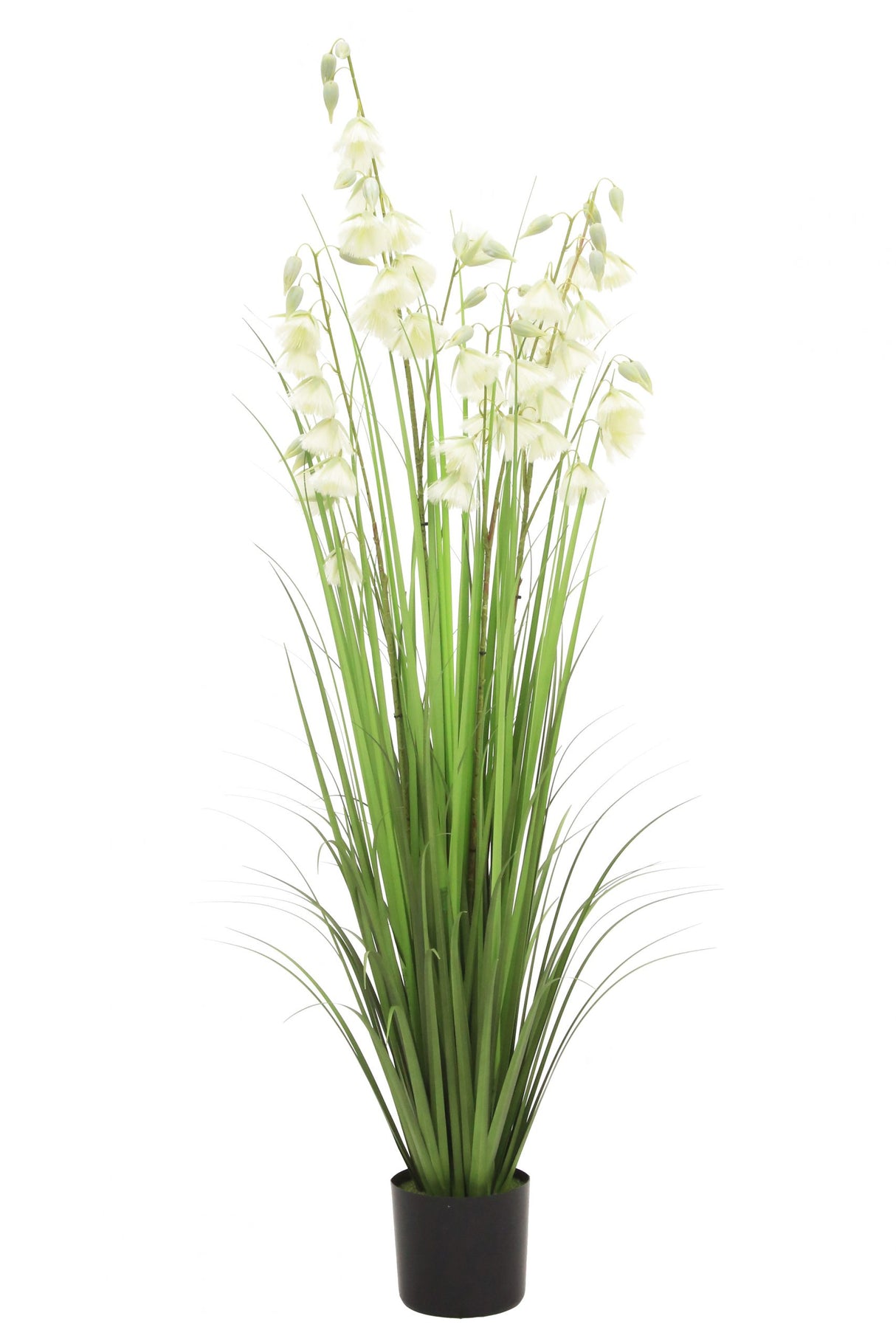 Princess Flower Grass
