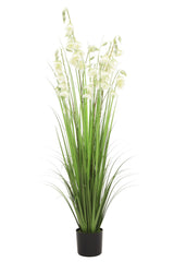 Princess Flower Grass