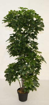 Schefflera Arboricola