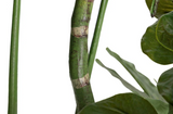 Monstera Swiss Cheese Plant