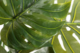 Monstera Swiss Cheese Plant