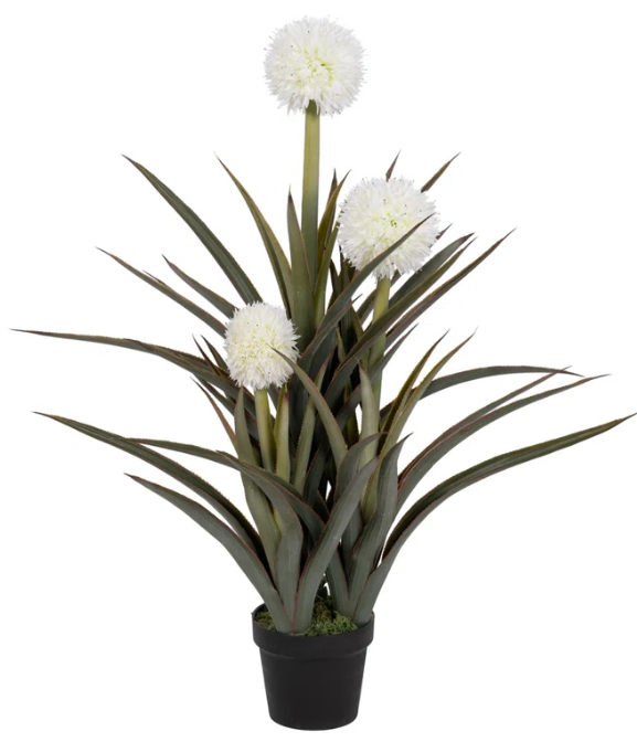 Pineapple Plant