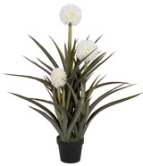 Pineapple Plant