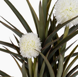 Pineapple Plant
