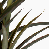 Pineapple Plant