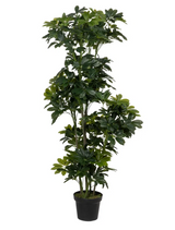 Schefflera Arboricola