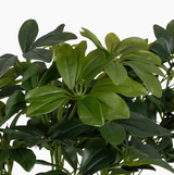 Schefflera Arboricola