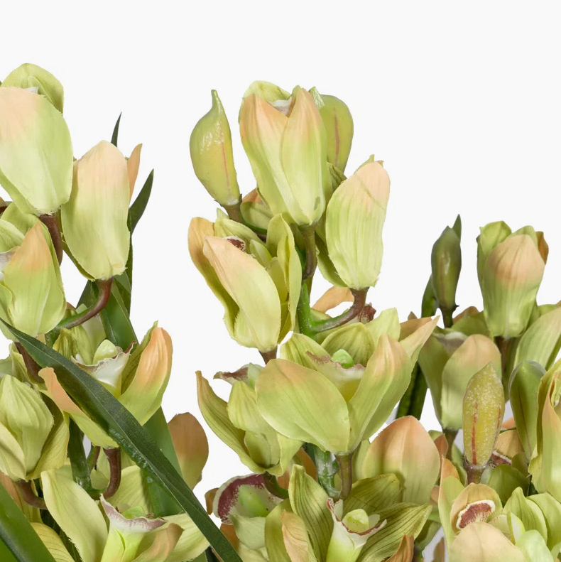 Dwarf Cymbidium Plant