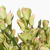 Dwarf Cymbidium Plant