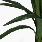 Cymbidium Orchid 140CM