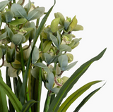 Cymbidium Orchid 140CM