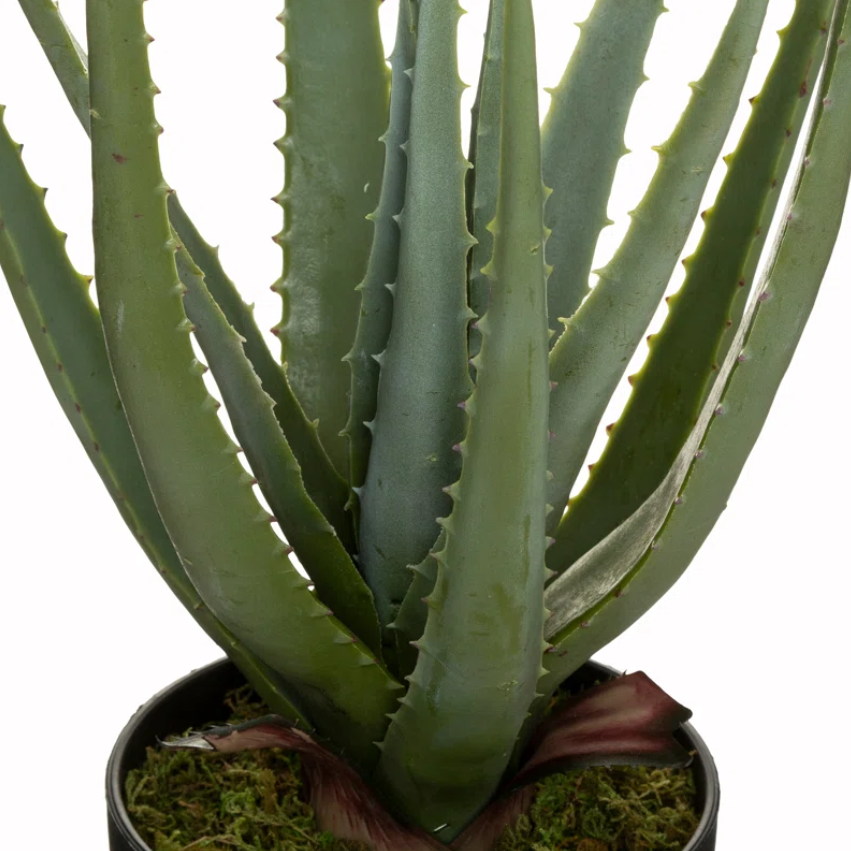 Aloe Vera Plant