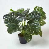 Monstera Swiss Cheese Plant
