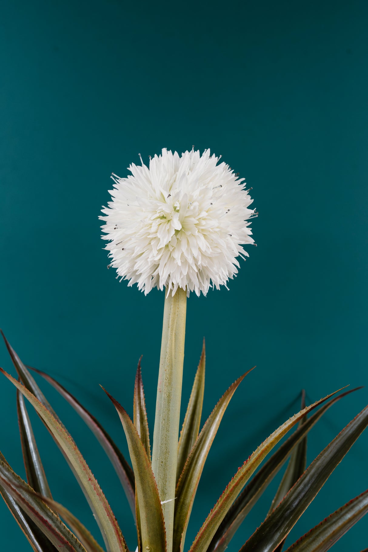 Pineapple Plant