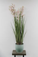 Bellflower Grass