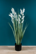 Bellflower Grass