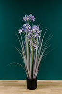Allium Grass